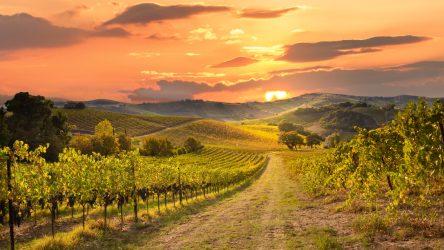 Vineyards,And,Winery,On,Sunset